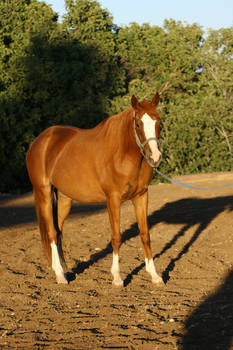 Chestnut Thoroughbred Mare Standing on Line