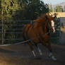 Chestnut Thoroughbred Mare Trotting Lungeline