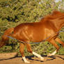 Chestnut Thoroughbred Mare Cantering Horse Stock