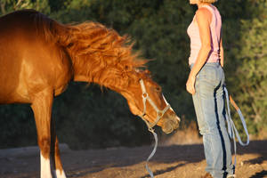 Thoroughbred Mare Blooper - Crazy Mane Shake Hair