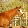 Chestnut Thoroughbred Mare Funny Face Headshot