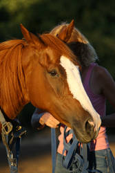 Chestnut Thoroughbred Mare Horse Headshot Stock