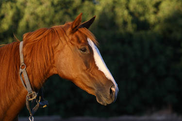 Chestnut Thoroughbred Mare Horse Headshot Stock