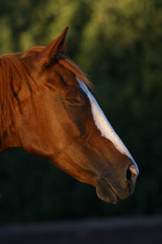 Chestnut Thoroughbred Mare Eyes Closed Headshot