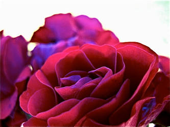 Love Like a Deep Red Rose