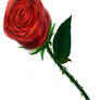 Example: A rose