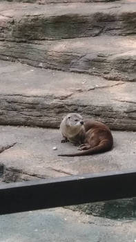  Otter 