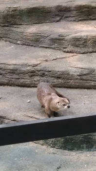  Otter #2