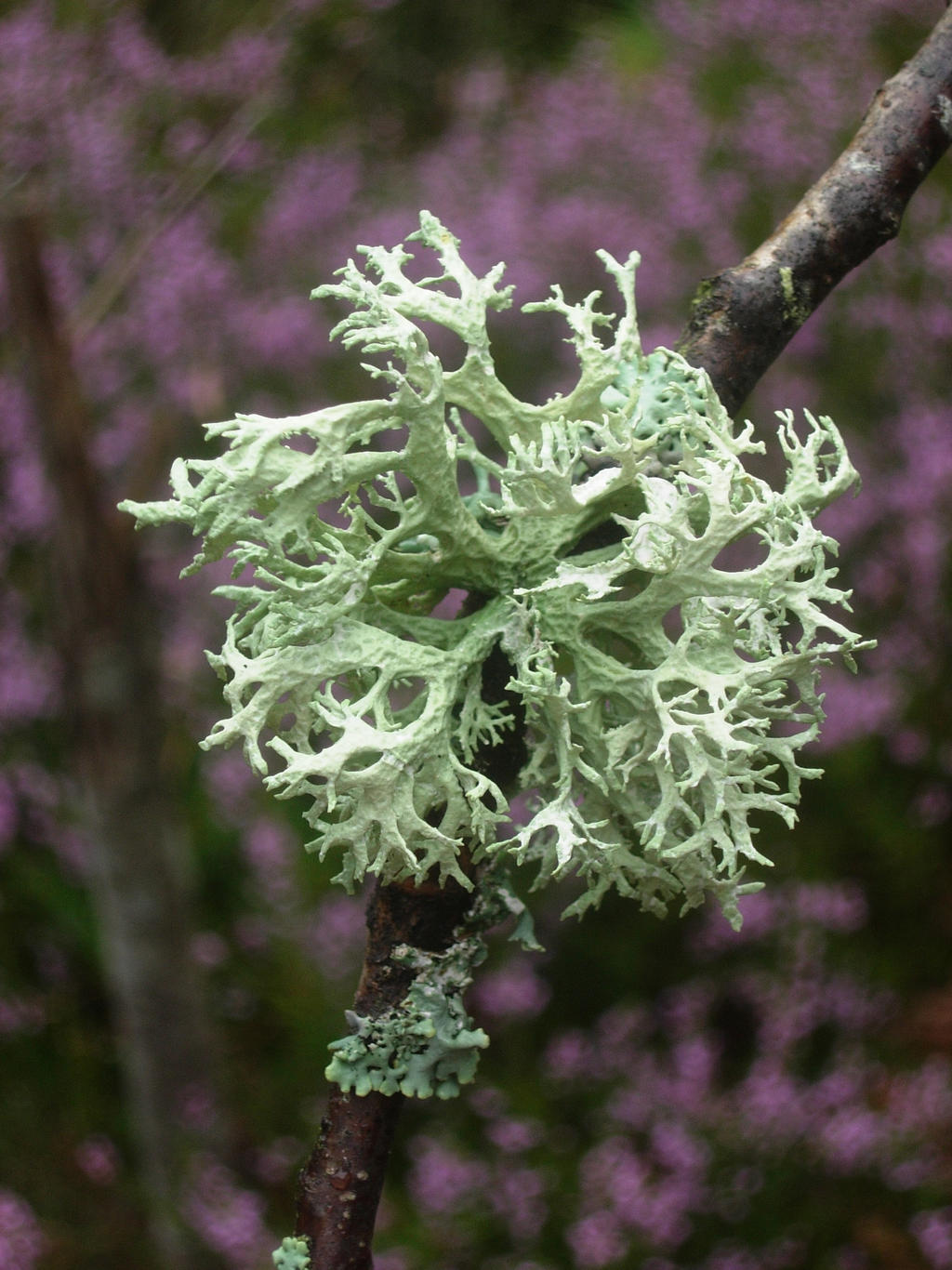 Evernia prunastri