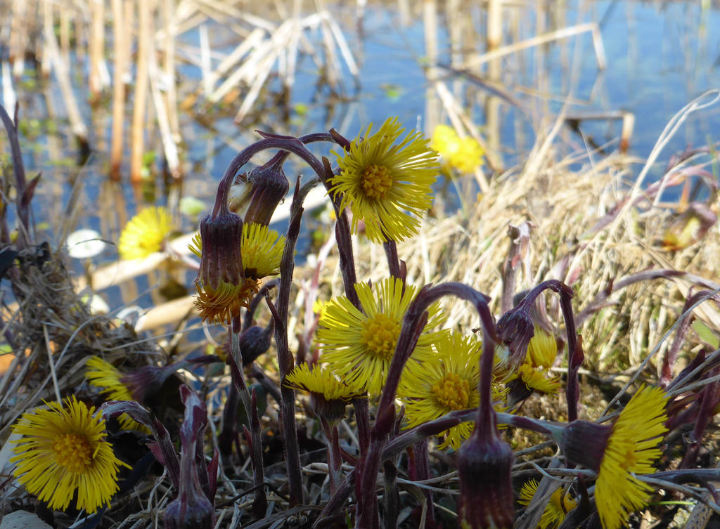 Marshland Tussilago