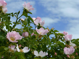 Wild wild roses by Lingha