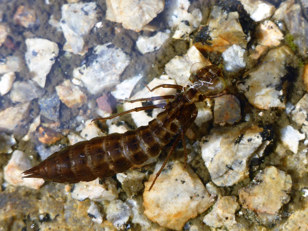 Dragonfly Rowing Shell Dragonfly shell by Lingha on DeviantArt