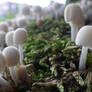 Coprinellus disseminatus