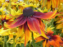 Rudbeckia autumn