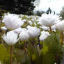 Sanguinaria canadensis