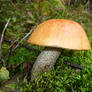 Leccinum versipelle