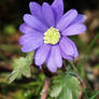 Anemone blanda