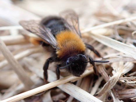 Andrena clarkella