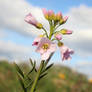 Cardamine pratensis pratensis - rosenkarse