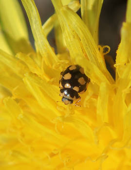 Coccinula quatuordecimpustulata