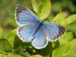 The Holly blue
