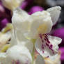 Orchis mascula alba