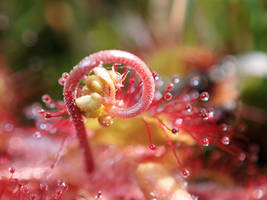 Drosera rotundifolia