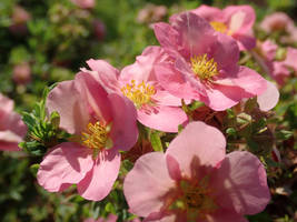Potentilla fruticosa