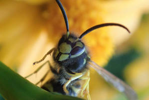 Dolichovespula sylvestris