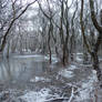 Wetland Winter