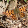 Polygonia C-album