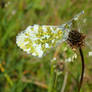 Anthocharis cardamines