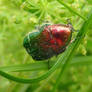 Rose chafer