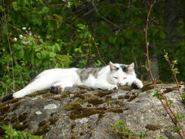 Resting June