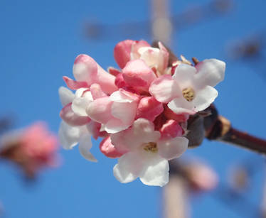 Spring flowers