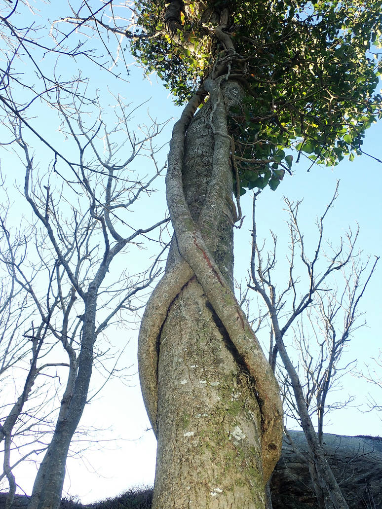 Infinity tree by Lingha on DeviantArt