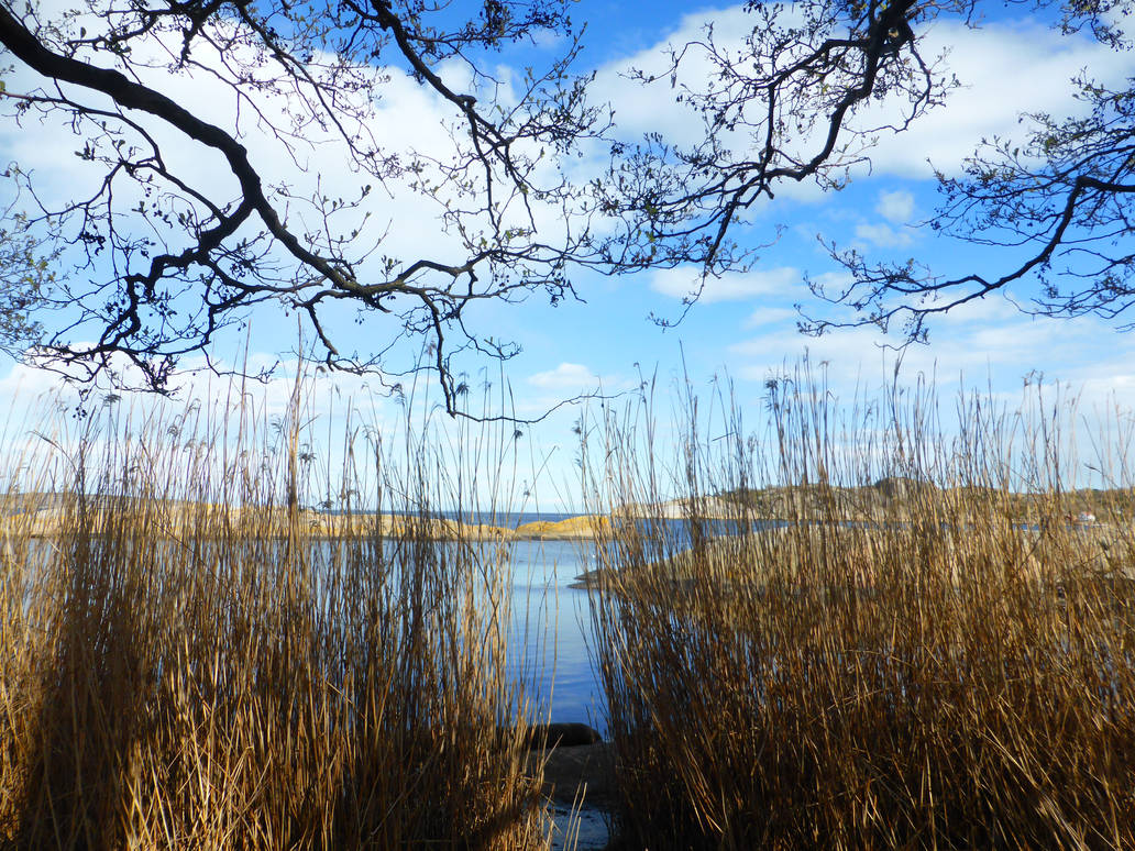 A Peek Through Reeds and Alder by Lingha on DeviantArt