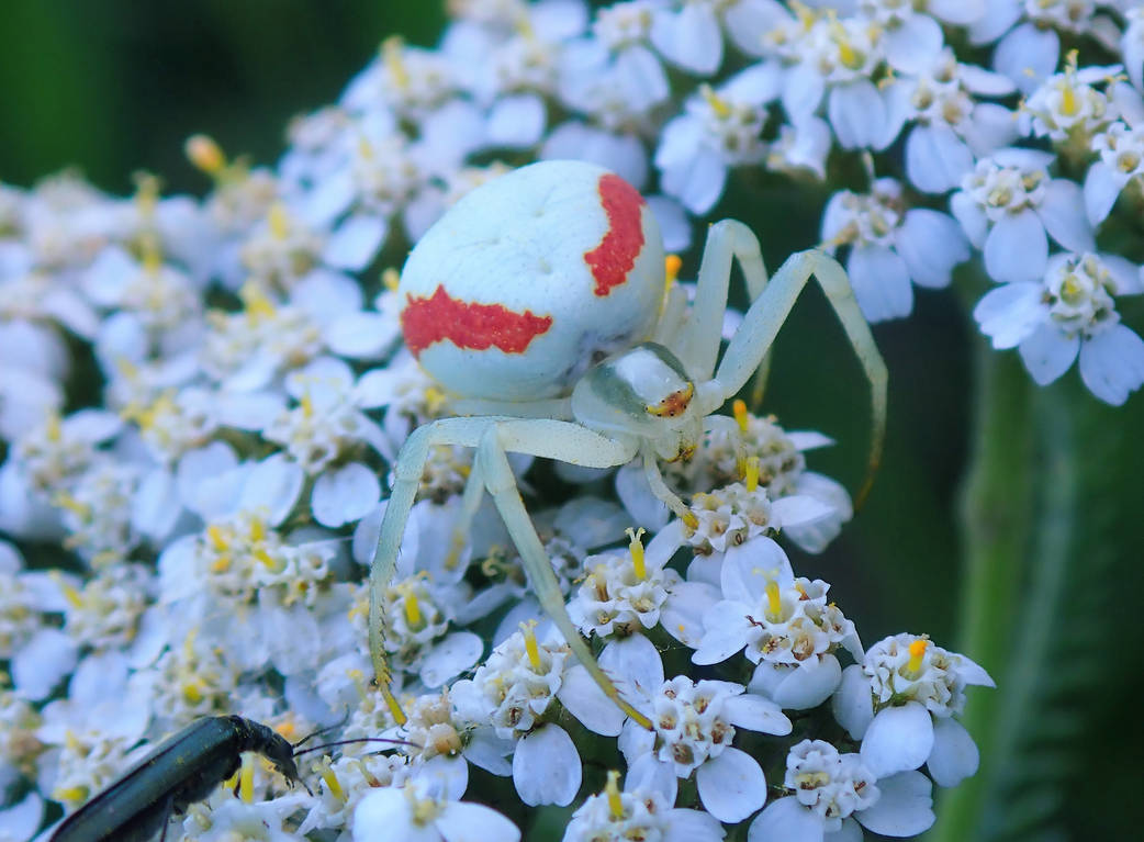 Misumena vatia female by Lingha on DeviantArt