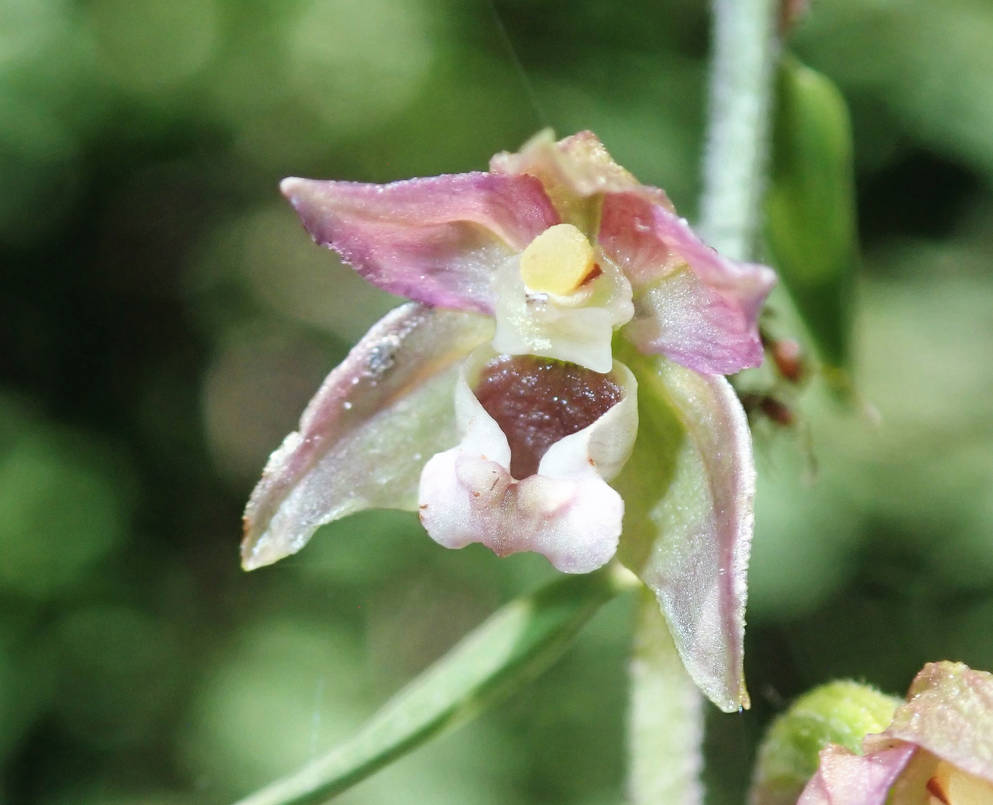 Epipactis helleborine helleborine by Lingha on DeviantArt