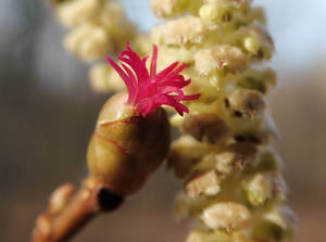 Corylus avellana ll