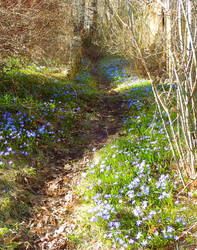 The blue path