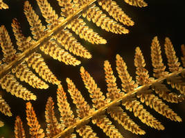 Lady fern