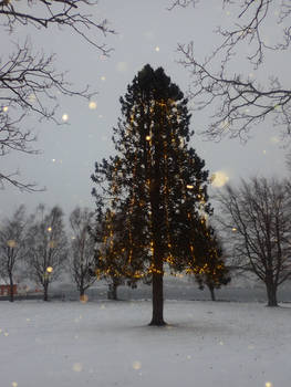 Our City Tree