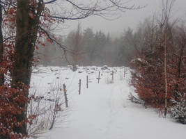 Winter fog