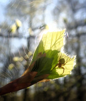 Catch the light