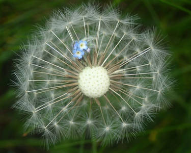 Forget-me-not and dandy