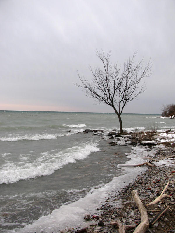 lake tree 2