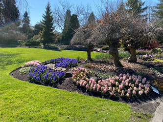 Spring blooms at Queen Elizabeth Park, Vancouver