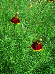 Red Wildflowers