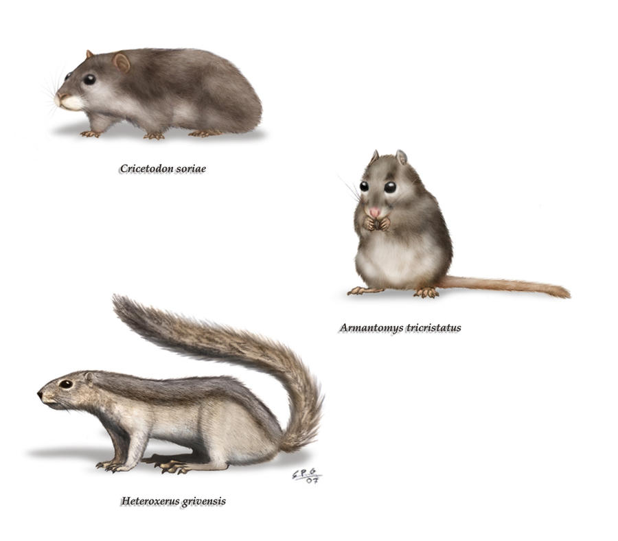 Microfauna Drawing Microfauna by unlobogris on DeviantArt